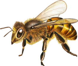 Illustration of a Bee