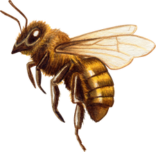 Watercolor Realistic Honey Bee Illustration Cutout